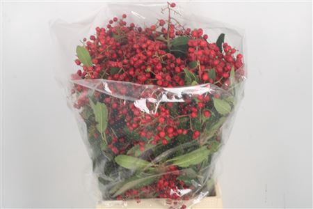 Photinia Berry Red Per Bunch