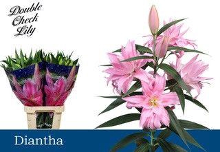 <h4>LI OR DIANTHA 4+</h4>