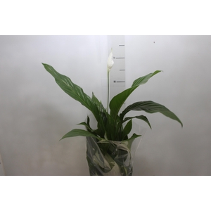 SPATH. COM FLOR P17