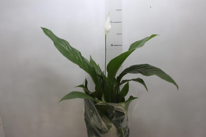 <h4>SPATH. COM FLOR P17</h4>