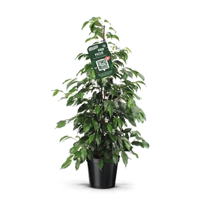 Ficus benjamina danielle