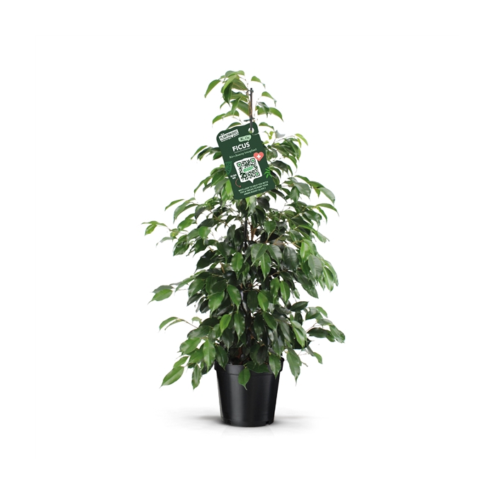 <h4>Ficus benjamina danielle</h4>