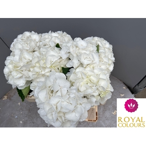 HYDR M ROYAL PRINCES