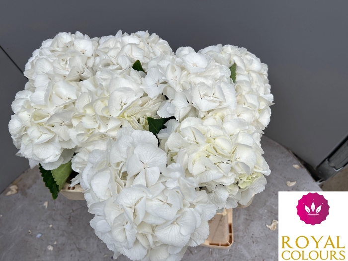 <h4>HYDR M ROYAL PRINCES</h4>