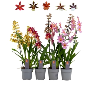 Inca Cambria mix 2 spike