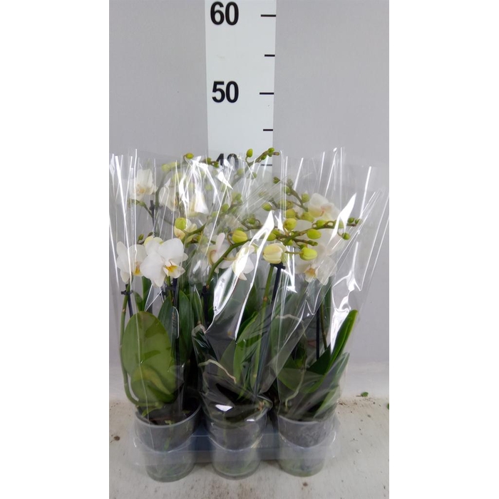 <h4>Phalaenopsis multi. 'FC Snowflake'</h4>