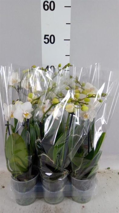 Phalaenopsis multi. 'FC Snowflake'
