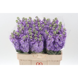 Matth Mathilda Laven