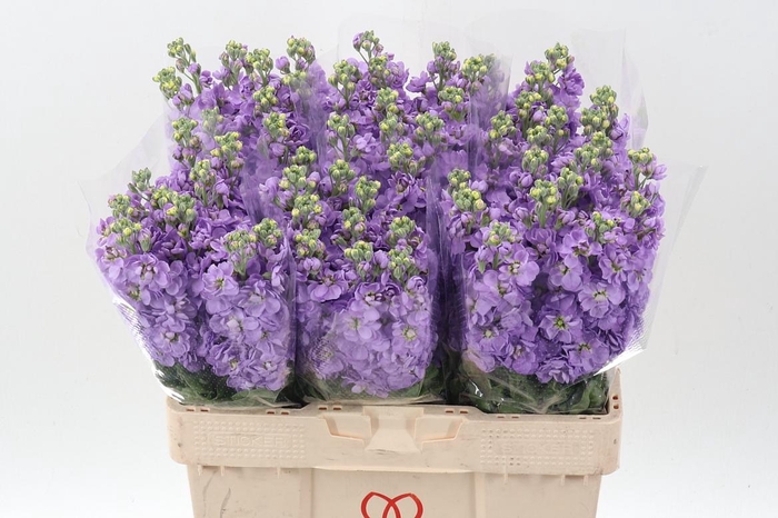 <h4>Matth Mathilda Laven</h4>