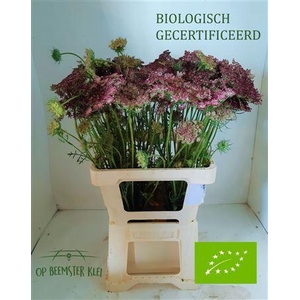 DAUCUS CAROTA  DARA