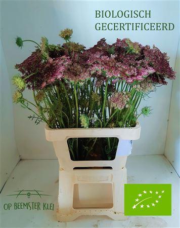 <h4>DAUCUS CAROTA  DARA</h4>