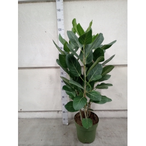 Ficus benghalensis 'Audrey'