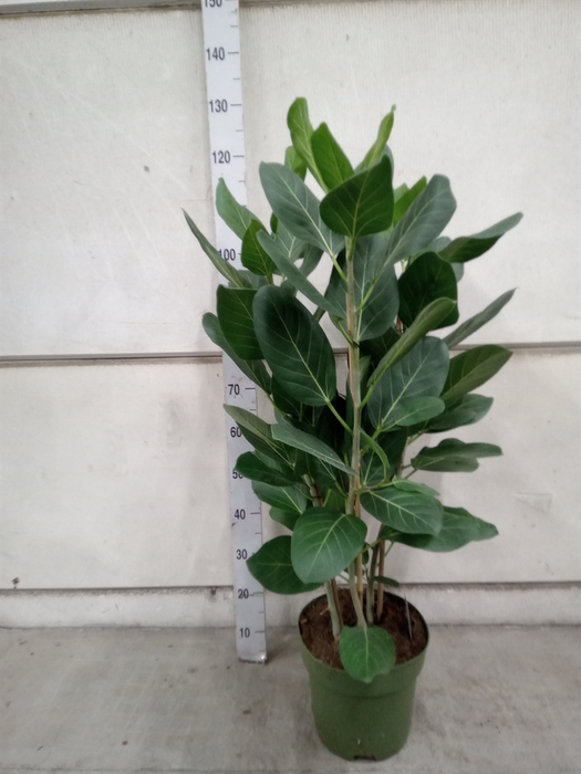 <h4>Ficus benghalensis 'Audrey'</h4>