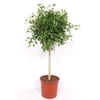 Ficus