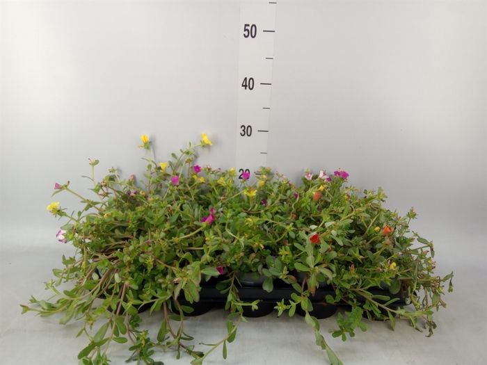 <h4>Portulaca   ...mix in pot</h4>