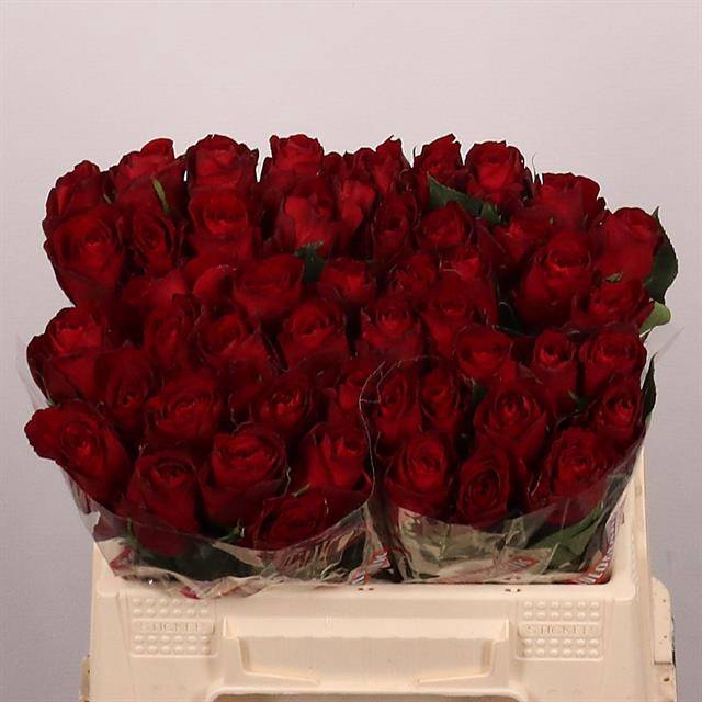 <h4>R GR MADAM RED</h4>