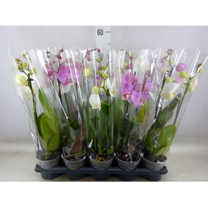 Phalaenopsis   ...mix