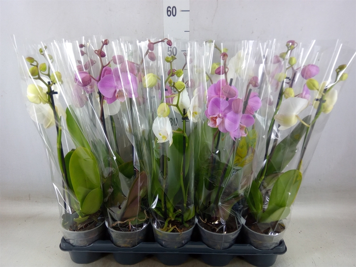 <h4>Phalaenopsis   ...mix</h4>