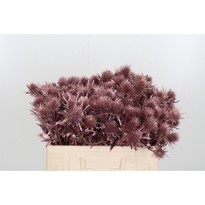 Eryn Supernova Kl Bh Rose Goud