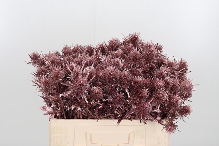 <h4>Eryn Supernova Kl Bh Rose Goud</h4>