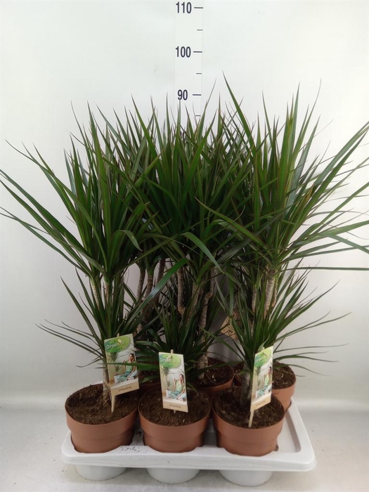 <h4>Dracaena marg.</h4>