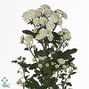 CHR TR STALLION WHITE 75 GR.