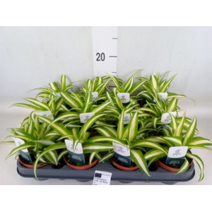 Chlorophytum com. 'Variegatum'