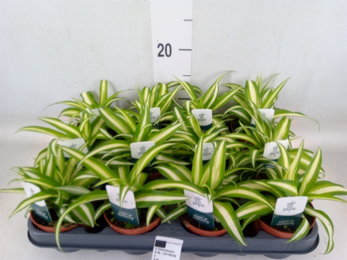 <h4>Chlorophytum com. 'Variegatum'</h4>