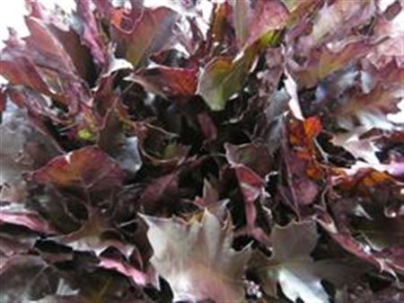 <h4>Querc Rubra Aubergine</h4>