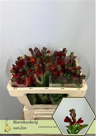 <h4>Snijbloemen Ov</h4>