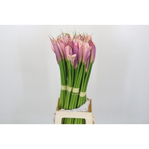 Zantedeschia Eydolls Purple Pink