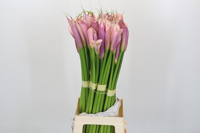 <h4>Zantedeschia Eydolls Purple Pink</h4>