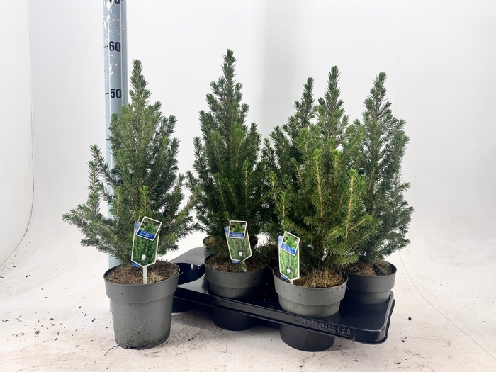 <h4>PICEA GL CONICA</h4>