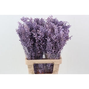 Ruscus Lavender 150GR