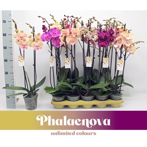 Gemengd 2-tak 70cm - NEW TYPES MIX