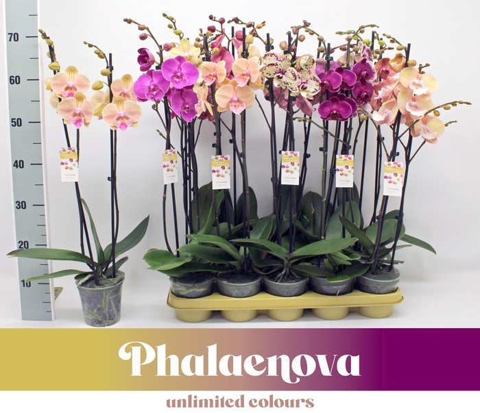 <h4>Gemengd 2-tak 70cm - NEW TYPES MIX</h4>