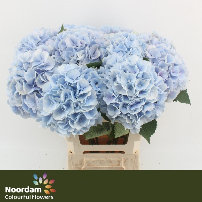 <h4>HYDR M CH VERENA BL</h4>