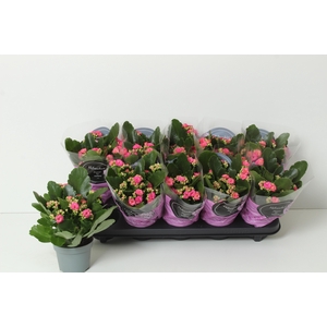 KAL GE PERFECTA PURP