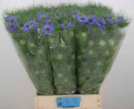 <h4>NIGE D PURPLE RAIN</h4>