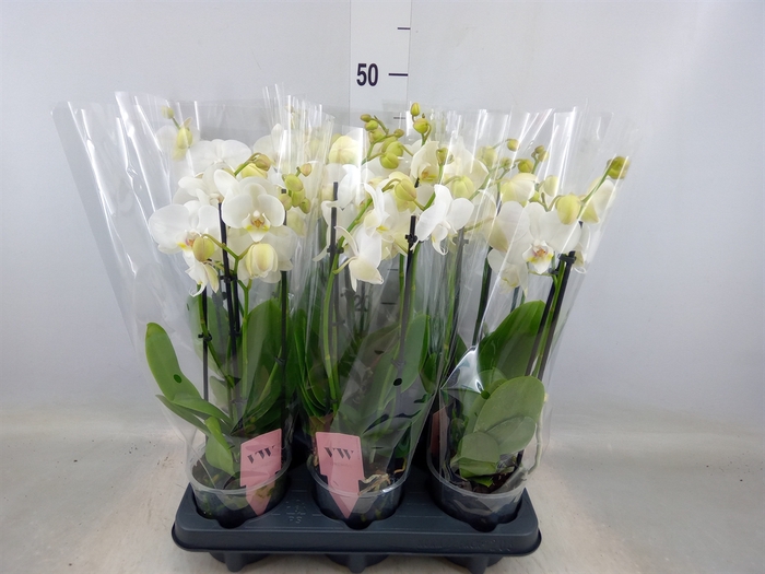 <h4>Phalaenopsis  'Ant Inverness'</h4>