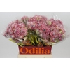 Blushing Bride Pink 2/5 Flowers