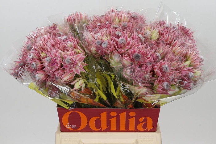 <h4>Blushing Bride Pink 2/5 Flowers</h4>