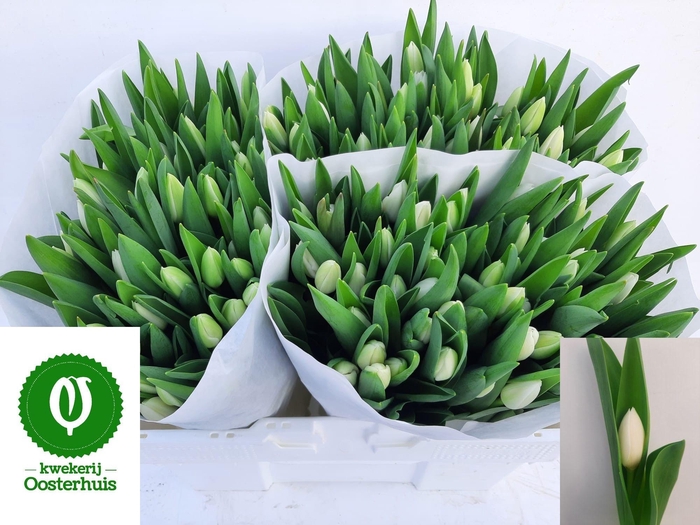 <h4>TU EN ROYAL VIRGIN</h4>