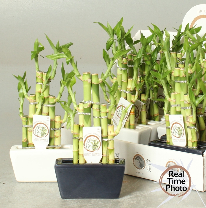 <h4>DRA LUCKY BAMBOO</h4>