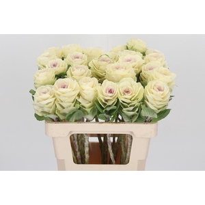 Brassica White Crane