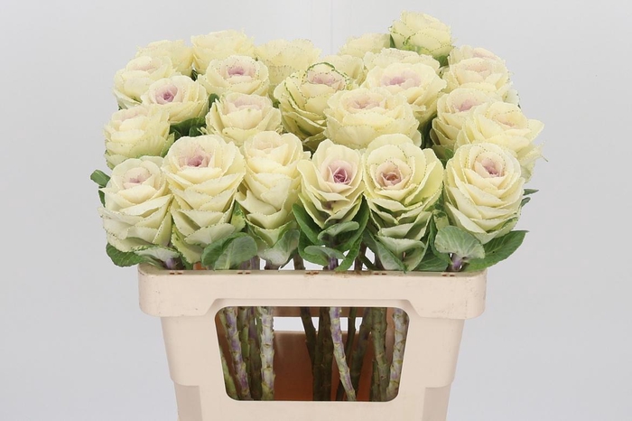 <h4>Brassica White Crane</h4>