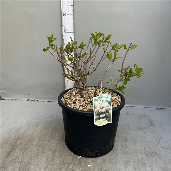 Hydrangea paniculata Bobo p30 / 12 ltr