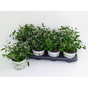 Euphorbia Diamond Frost / Ice Zauberschnee T13
