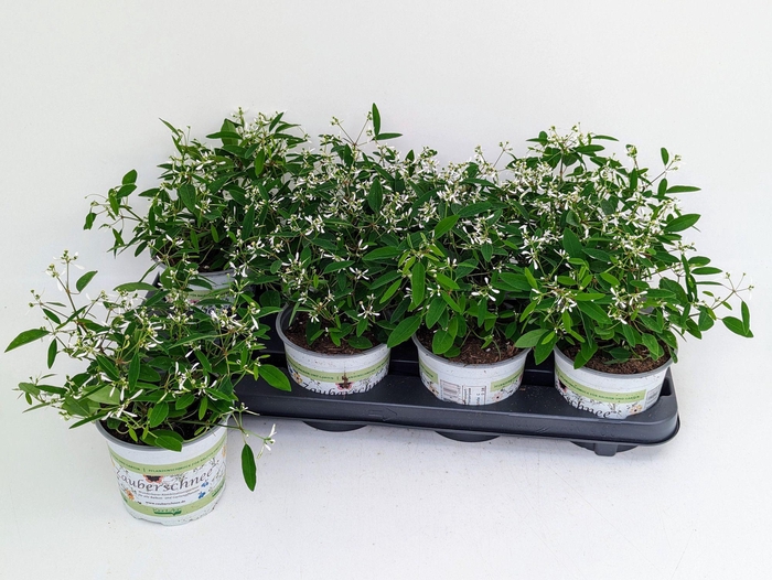 <h4>Euphorbia Diamond Frost / Ice Zauberschnee T13</h4>