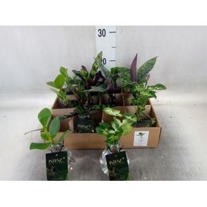 Planten  ..mix